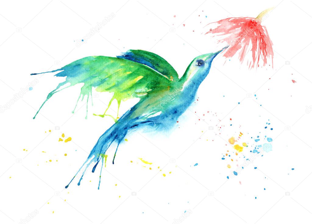 watercolor drawing of a bird - a hummingbird