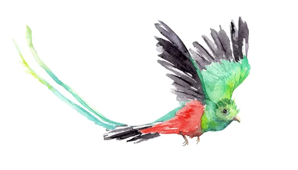 Bir kuşun suluboya çizimi - Saygın Quetzal