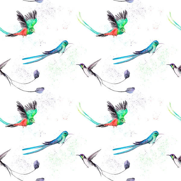 Disegno ad acquerello di un uccello - un colibrì e Quetzal Risplendente — Foto Stock