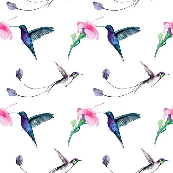 Disegno ad acquerello di un uccello - un modello di colibrì — Foto Stock