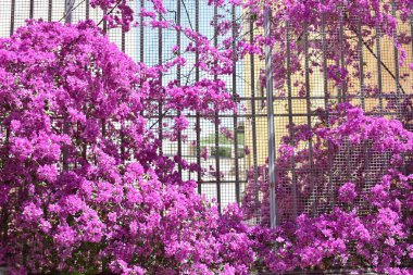 Beautiful Purple Bouganvillea in a City clipart
