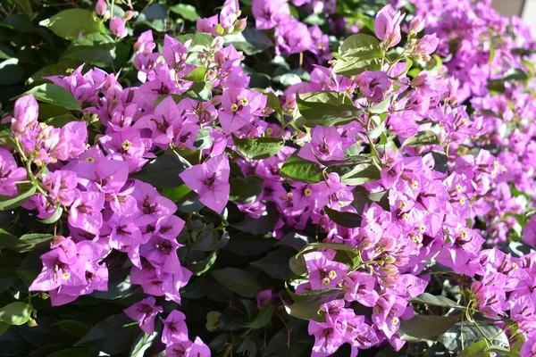 Bir şehirde güzel mor Bouganvillea