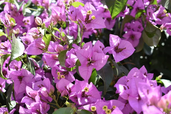 Beautiful Purple Bouganvillea in a City