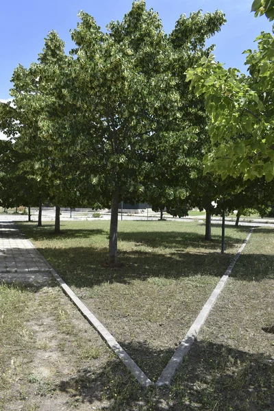 Sabah bölgede Halk Parkı