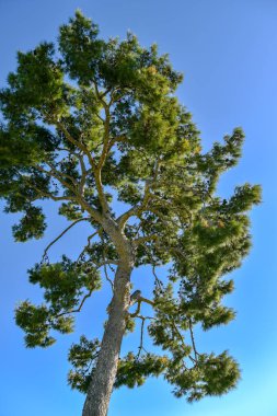 Çam ağacı mavi gökyüzüne karşı