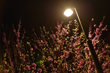 Parkın gece manzarasında çiçek açan ağaç. güzel doğa.