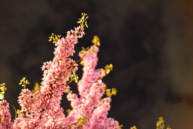 Parkın gece manzarasında çiçek açan ağaç. güzel doğa.