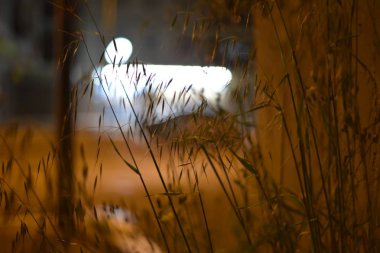 Parkta geceleri büyüyen bitkiler. 