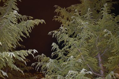 Parkın gece manzarası. güzel doğa.