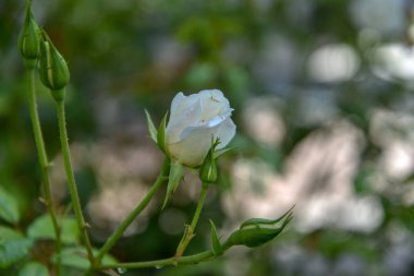 Güzel gül bahçesinde büyüyen