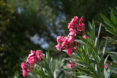Bahçedeki güzel çiçekler