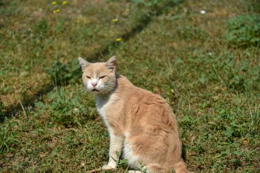 Yeşil çimenlerin üzerinde kedi