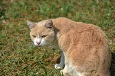 Yeşil çimenlerin üzerinde kedi