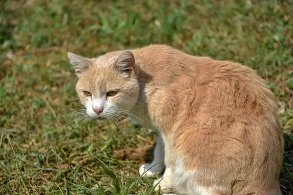 Yeşil çimenlerin üzerinde kedi