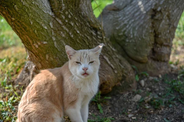 Yeşil çimenlerin üzerinde kedi