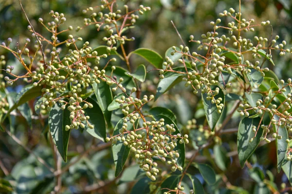 Yeşil böğürtlenli bir ağacın yanına. 