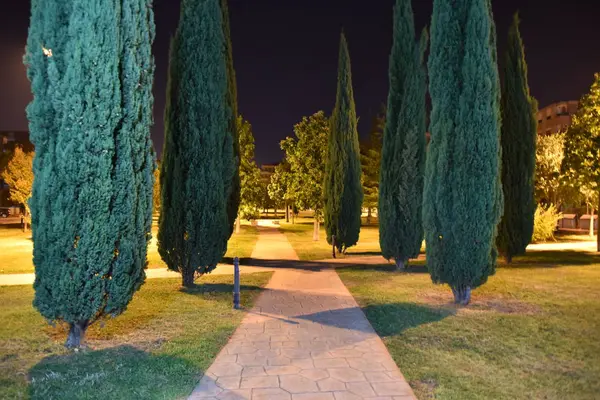 Parkın gece manzarası. güzel doğa.