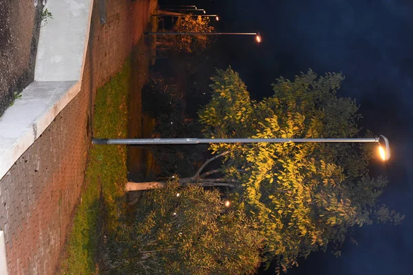 Şehir parkının gece manzarası, doğa 