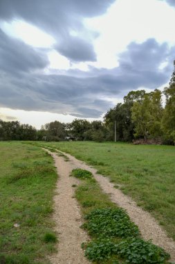 Yeşil ağaçlı güzel bir orman manzarası.