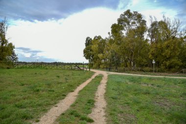 Yeşil ağaçlı güzel bir orman manzarası.