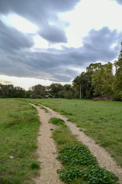 Yeşil ağaçlı güzel bir orman manzarası.