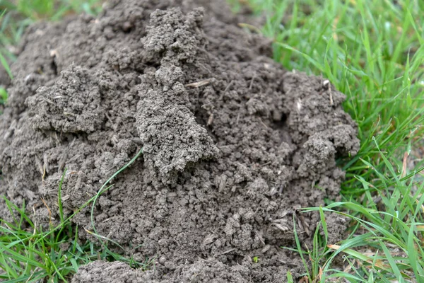 Bahçedeki toprağı kapat.