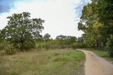 Yeşil ağaçlı güzel bir orman manzarası.