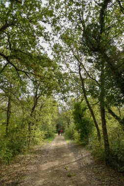 Yeşil ağaçlı güzel bir orman manzarası.