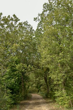 Yeşil ağaçlı güzel bir orman manzarası.