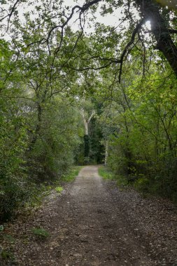 Yeşil ağaçlı güzel bir orman manzarası.