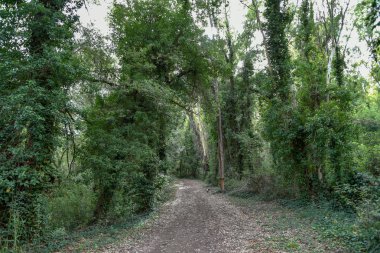 Yeşil ağaçlı güzel bir orman manzarası.