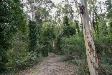 Yeşil ağaçlı güzel bir orman manzarası.