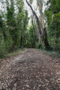 Yeşil ağaçlı güzel bir orman manzarası.