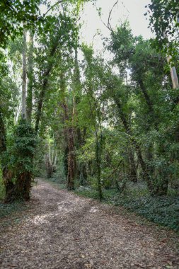 Yeşil ağaçlı güzel bir orman manzarası.