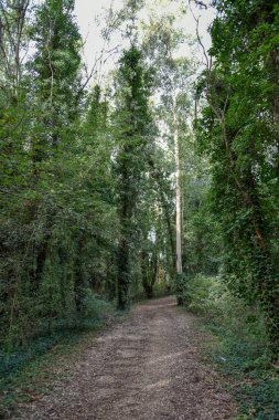 Yeşil ağaçlı güzel bir orman manzarası.