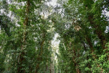 Yeşil ağaçlı güzel bir orman manzarası.