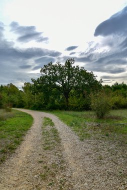Yeşil ağaçlı güzel bir orman manzarası.