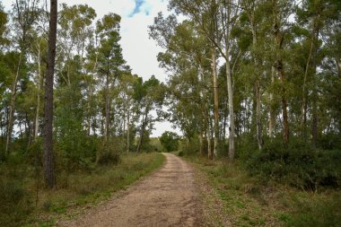 Yeşil ağaçlı güzel bir orman manzarası.