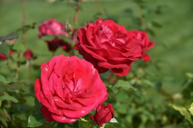 Güzel gül bahçesinde büyüyen