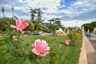 Güzel gül bahçesinde büyüyen