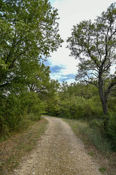 Yeşil ağaçlı güzel bir orman manzarası.