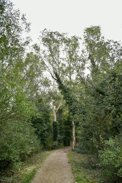 Yeşil ağaçlı güzel bir orman manzarası.