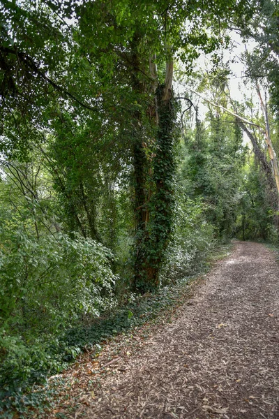 Yeşil ağaçlı güzel bir orman manzarası.