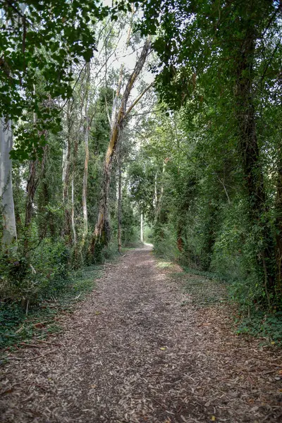 Yeşil ağaçlı güzel bir orman manzarası.