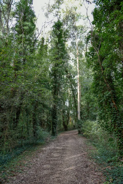 Yeşil ağaçlı güzel bir orman manzarası.