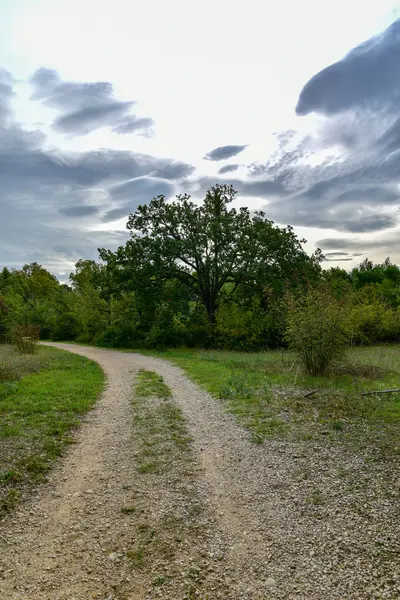 Yeşil ağaçlı güzel bir orman manzarası.