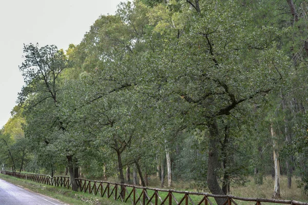 Güzel bir şehir parkı manzarası. 