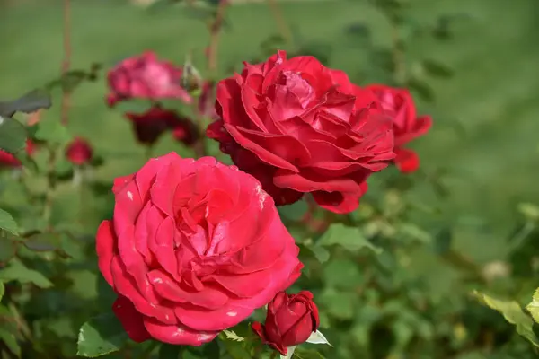 Güzel gül bahçesinde büyüyen