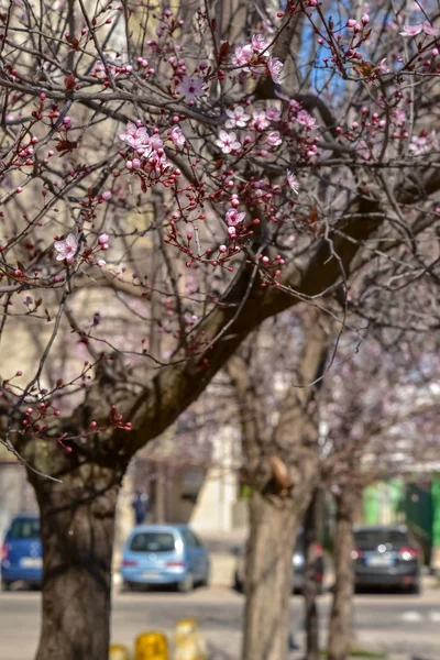 Bahar parkında kiraz ağacı çiçek açar. 
