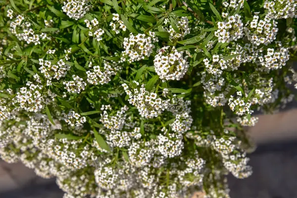 Renkli çiçekler bahçede büyüyen.